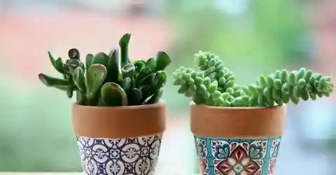 The Care They Deserve