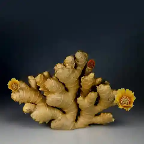 생강