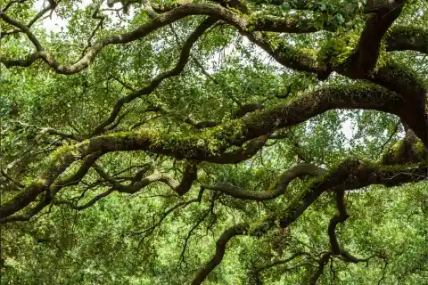 The Tree as a Memorial