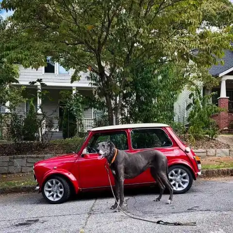 Mini Cooper vs. Dog