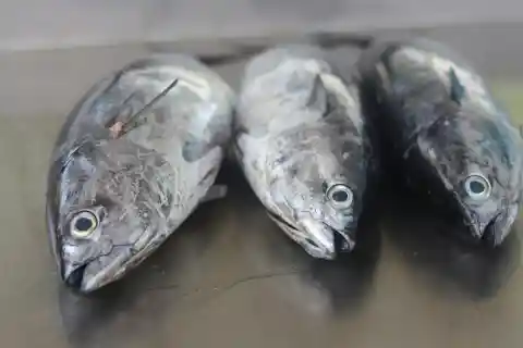 Mackerel