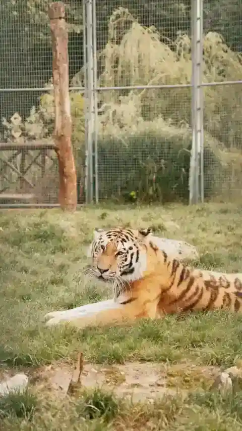 ケージから離れる