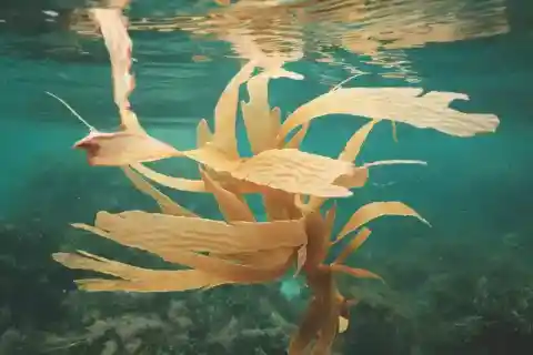해조류