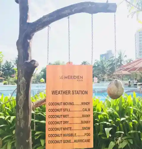 Weather Forecast Thanks To... A Coconut