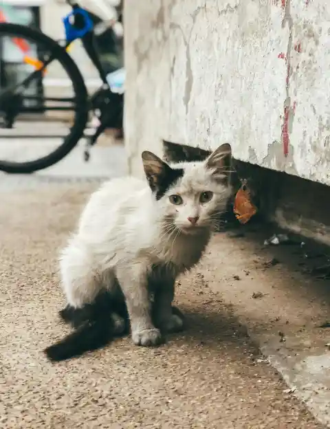 Cats Can Feel Lonely Too