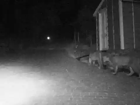 ‘’Here Kitty Kitty!’’